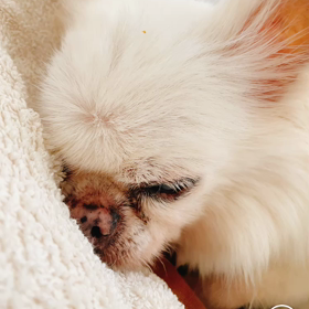 熟睡チワシュウの画像