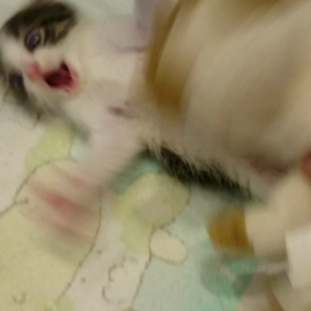 戦う子猫！の画像