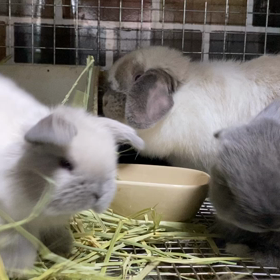 仔犬みたいなベビーちゃんの画像