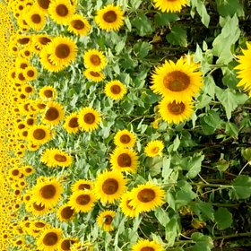 ひまわりーー！の画像