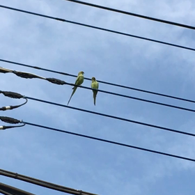 飼い主の義務とは…の画像