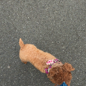 一生懸命。の画像