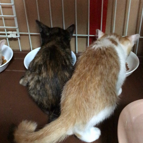 朝ごはんタイムだよの画像