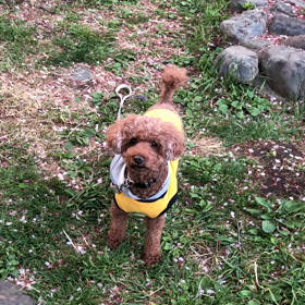 将(まさ)散歩 桜散るの画像