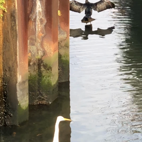 bird0の画像
