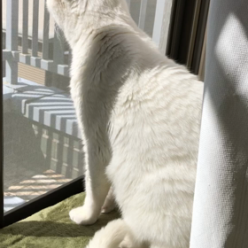 まるでワンちゃんの画像