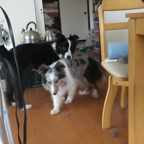 アイカリ動画の画像