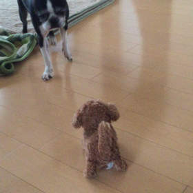 新しいおもちゃの画像