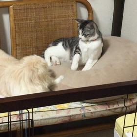 わんにゃん=^_^=　じゃれちゃったの画像