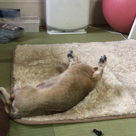 ゴロゴロの画像