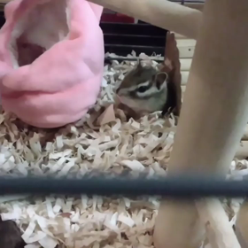 子どもたちの成長の画像