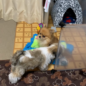 今日のワンコ〜の画像