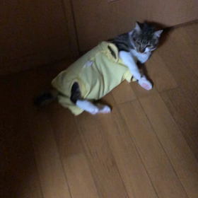 やっと元気な週末！マリーにゃん本番大丈夫か？の画像