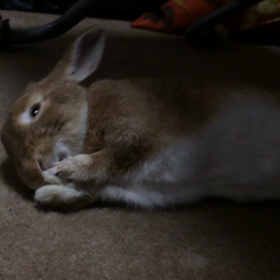 ダラダラの画像