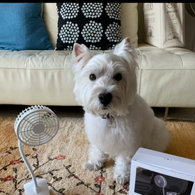 またまた扇風機の画像