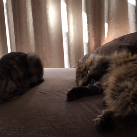 猫のいる朝の画像