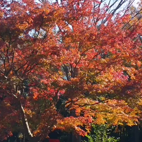 紅葉動画29秒の画像