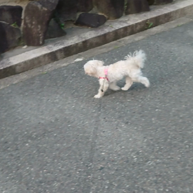 散歩してたら・・・の画像