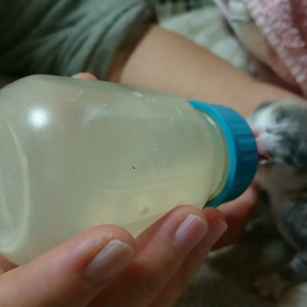 ノルウェージャンの赤ちゃん、弱ってきてます・・の画像