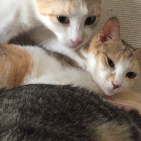 まったりにゃんず【動画】の画像