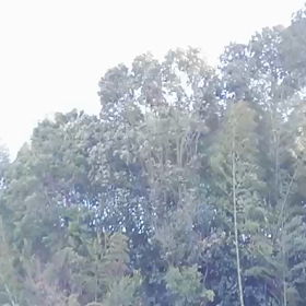 すんごい風とヘリコプター？の画像