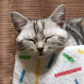 おやすみの画像