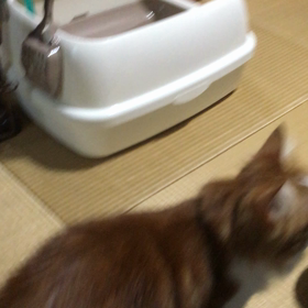 親バカでしたの画像