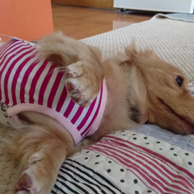 甘えん坊さんの画像