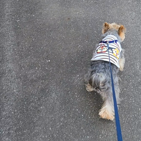 今日も行くの！と頑固なサンの画像