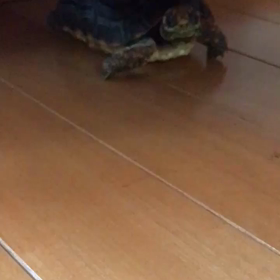 紅ちゃん ((ﾍ(o･∀･o)m オイデ ♪♪の画像