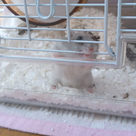 ケモ55回目開始の画像