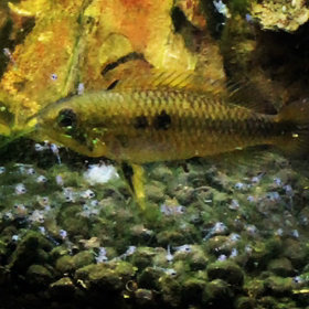 アピストグラマ・アガシジィ・ダブルレッドの画像