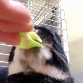 ポリポリポリ…の画像