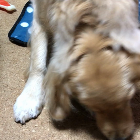 トイレの回数 違い(・・;)の画像