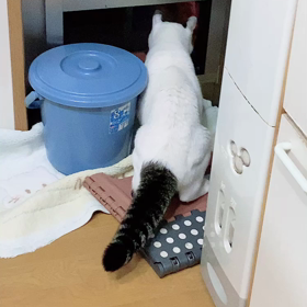 張り切ってます！の画像