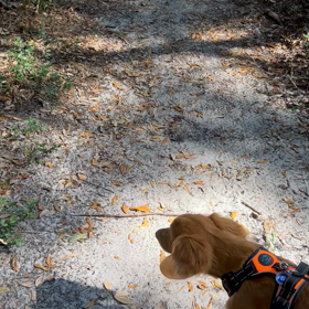 州立公園のお散歩の画像