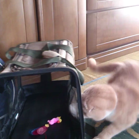 ワイルド雷くんの画像