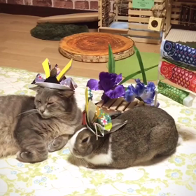 こどもの日♡の画像