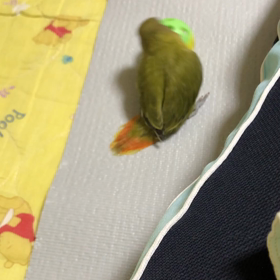 夜の寛ぎの画像