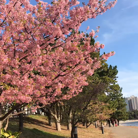 ♪お散歩動画♪お台場海浜公園♪の画像