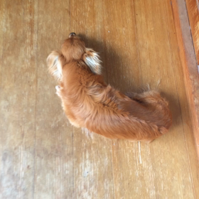 どっきり♡の画像