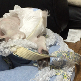 見極めが難しいな。コロの眠たいサインの画像