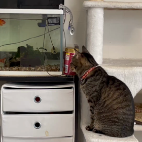 トラちゃん♀の毎日の楽しみの画像