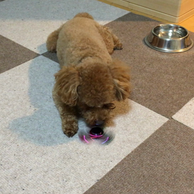 NO.2487（#ワンコ...）の画像