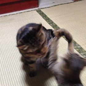 メロとジンタ、ねこじゃらしで遊ぶ。その2の画像