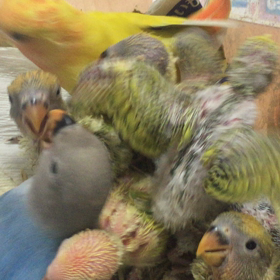 コザクラインコオパーリンの画像