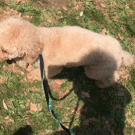 ♪お散歩動画♪代々木公園♪の画像