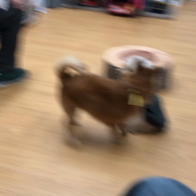 おうちではこんな感じかな？の画像