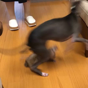 今日のシナモンハウル  シナモン強しの画像