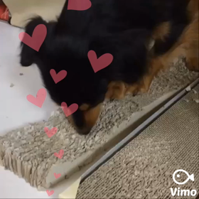 ネコと共有してますの画像